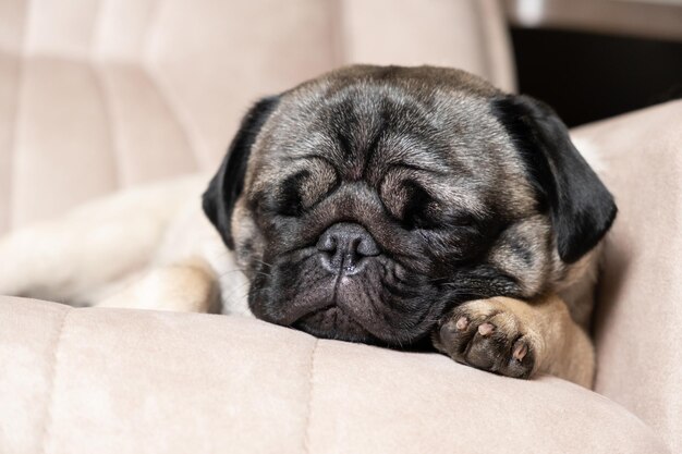 Un lindo pug duerme en un sofá beige Cuida el cabello de los pugs, ama y cuida a la mascota