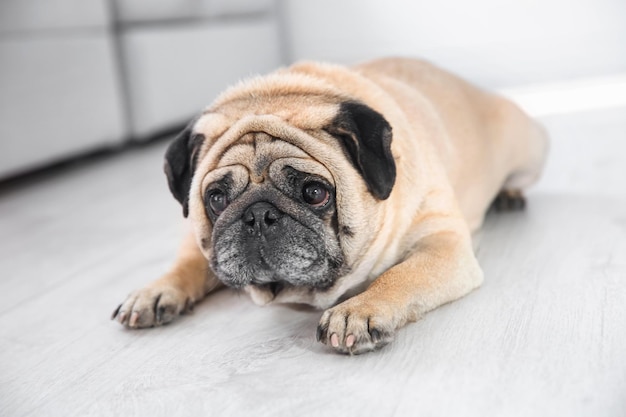 Foto lindo pug con sobrepeso en el suelo en casa