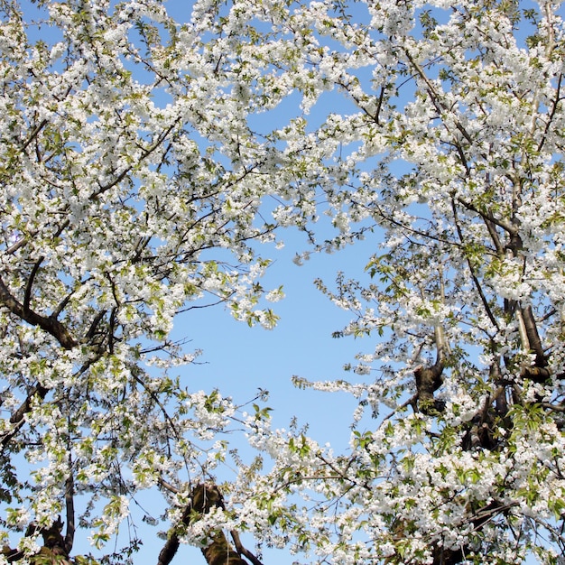 Lindo ramo de árvore florescendo na primavera