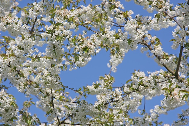 Lindo ramo de árvore florescendo na primavera