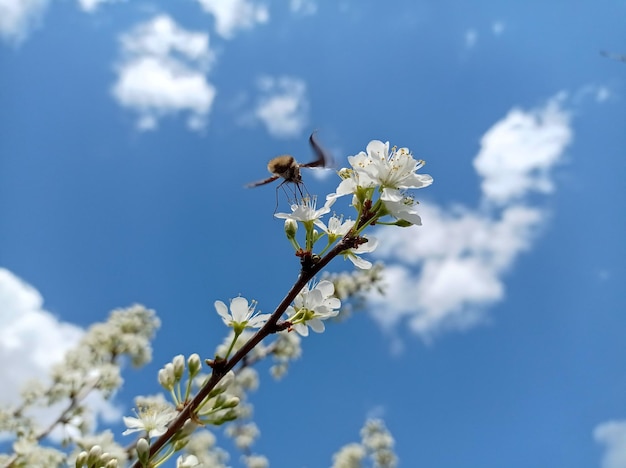 lindo ramo florescendo ameixas contra o fundo azul céu nublado jardim horticultura