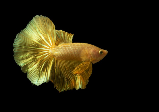 Foto lindo raro peixe betta dourado ou peixe lutador em fundo preto