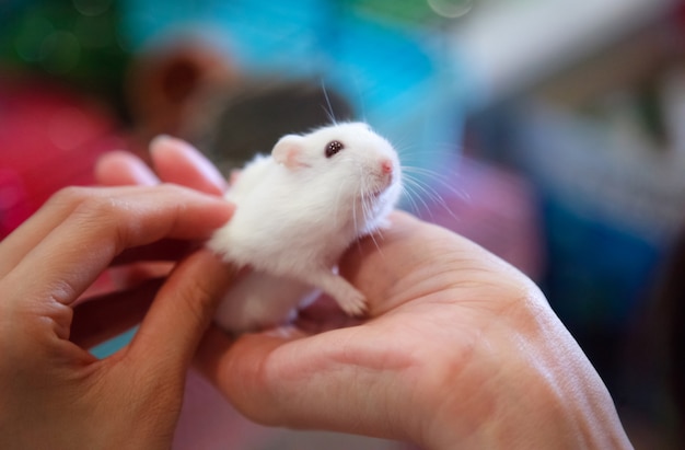 Lindo ratinho branco fica na mão do proprietário