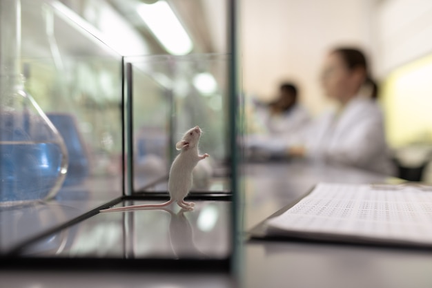 Lindo ratón blanco mirando hacia arriba dentro de la caja de vidrio en laboratorio químico