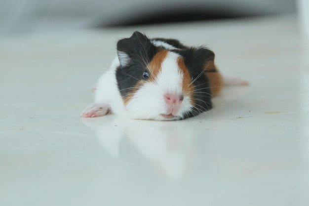 Foto lindo ratón de guinea de bambú tendido en una mesa blanca