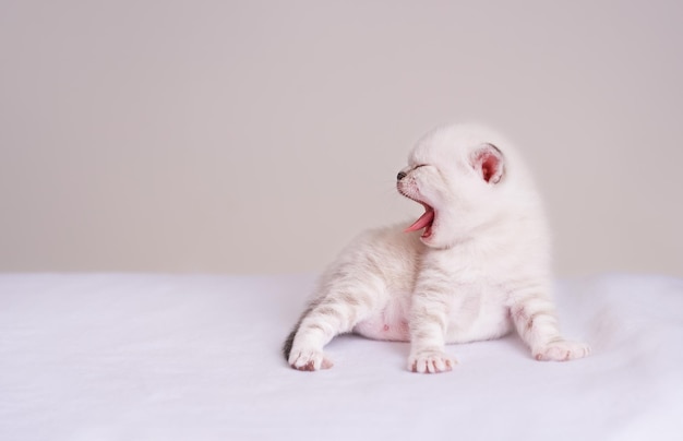 Foto lindo recém-nascido gato bege bocejando dobra escocesa