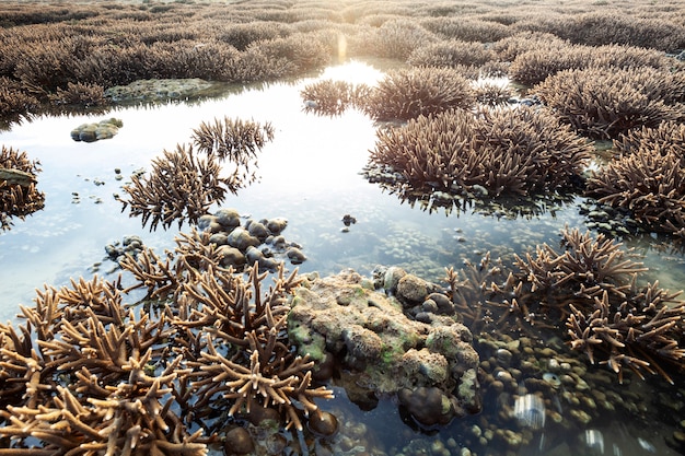 Lindo recife de coral durante a maré baixa de água no mar na ilha de Phuket