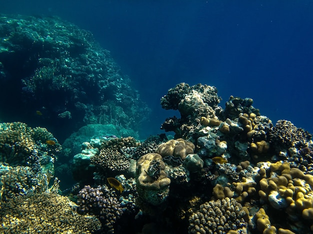 Lindo recife de coral no mar vermelho
