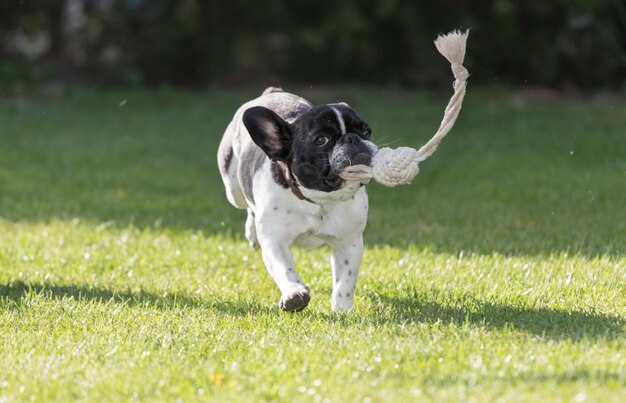 Foto un lindo retrato en blanco y negro de la cabeza de un bulldog francés con una expresión linda en la cara arrugada