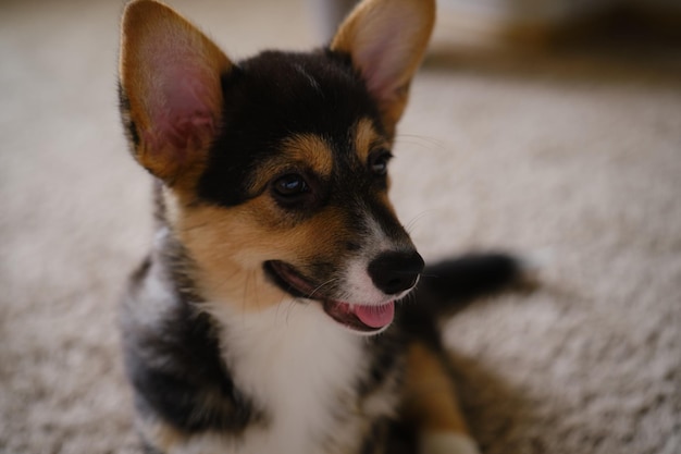 Lindo retrato de un cachorro de color Pembroke Welsh Corgi Tri