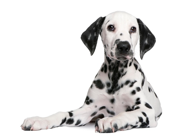 Lindo retrato de cachorro dálmata aislado