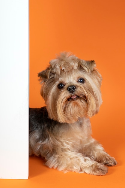 Foto lindo retrato de animal de estimação isolado