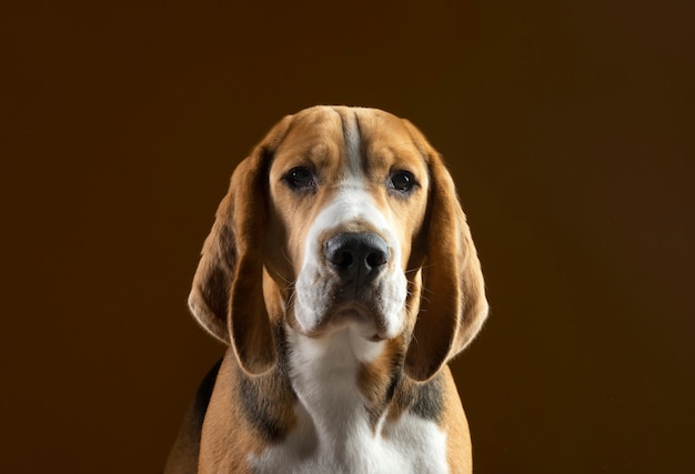 Foto lindo retrato de cachorro