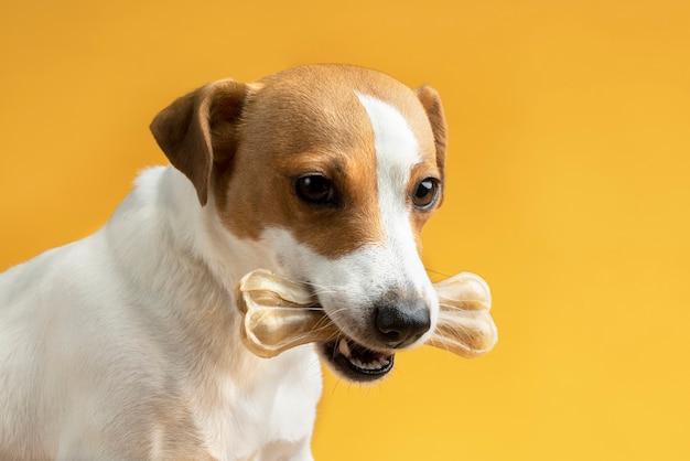 Foto lindo retrato de cachorro