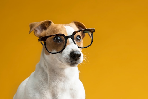 Foto lindo retrato de cachorro