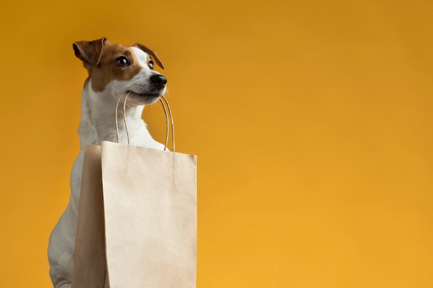 Foto lindo retrato de cachorro