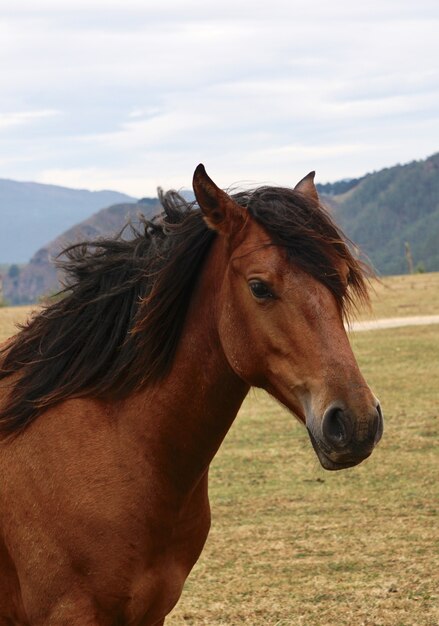 lindo retrato de cavalo selvagem marrom, vida selvagem animal