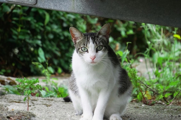 lindo retrato de gato, gato olhando para a câmera