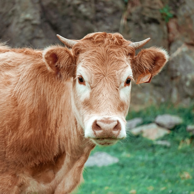 lindo retrato de vaca marrom no prado