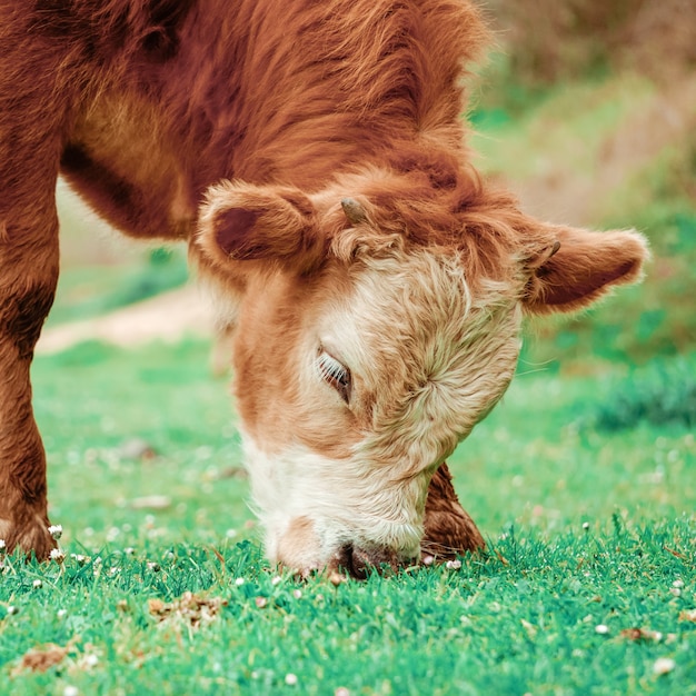 lindo retrato de vaca marrom no prado