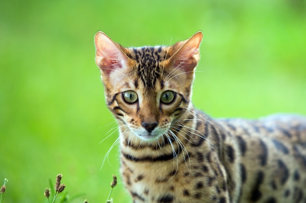 Lindo retrato de gato de bengala