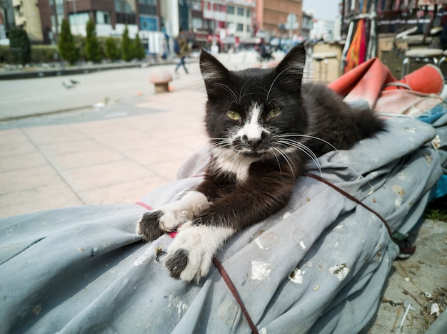 Un lindo retrato de gato descansando