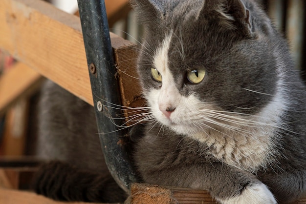 Lindo retrato de gato mirando hacia abajo con expresión curiosa