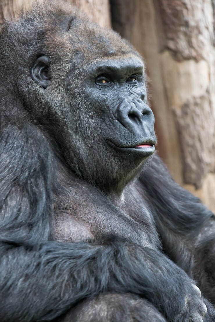 Foto lindo retrato de gorila sentado en el suelo