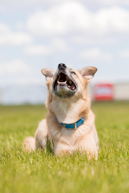 Lindo retrato de perro con un collar azul en un campo