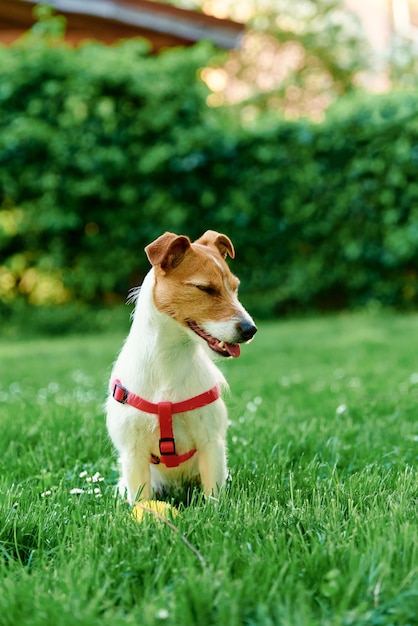 Lindo retrato de perro en el prado de verano con hierba verde