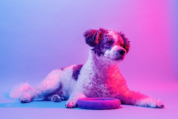 Lindo retrato de perro de raza mixta a la luz de lámparas de colores