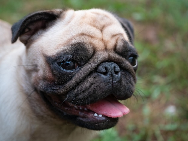 Lindo retrato de primer plano de hocico de perro pug, lengua fuera