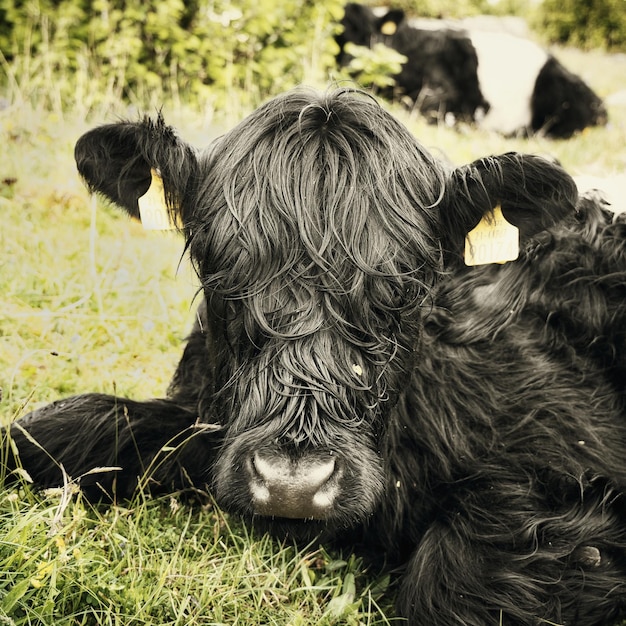 Lindo retrato de vaca