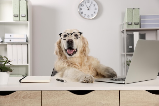 Lindo retriever con gafas en la mesa en la oficina atmósfera de trabajo