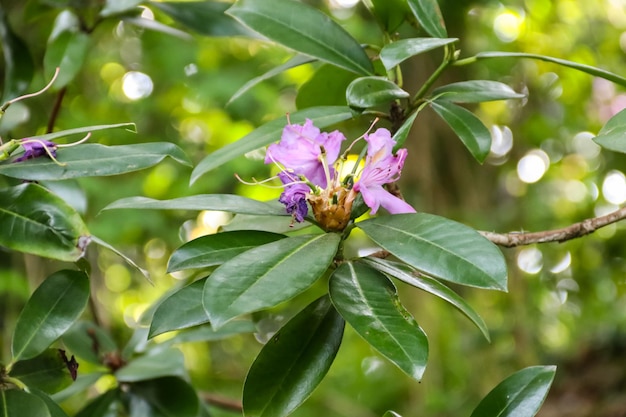 Lindo rododendro roxo florescendo no jardim