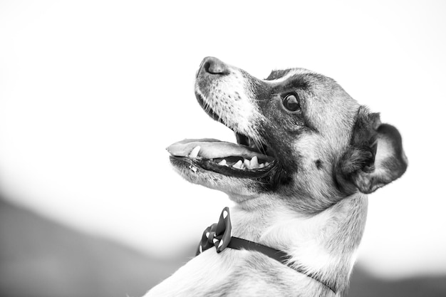 lindo rosto de cachorrinho