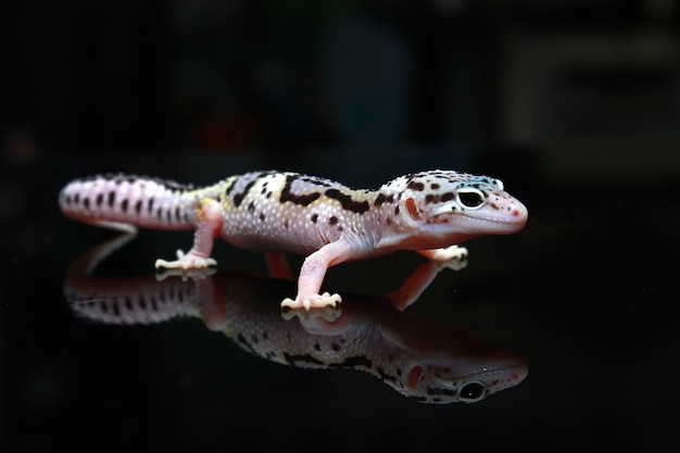 un lindo rostro de gecko leopardo