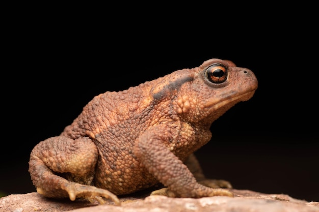 Lindo sapo comum europeu vermelho em uma rocha com fundo preto