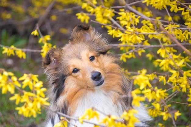 Foto lindo sheltie con flores