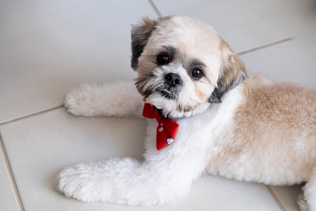 Un lindo Shi tzu con corbata