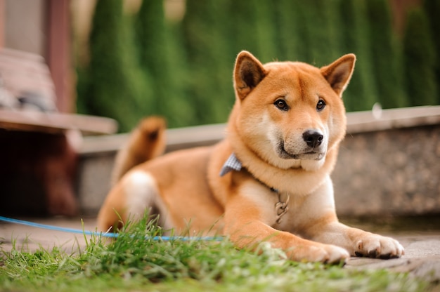 Lindo Shiba Inu en la mariposa azul con la correa tumbado en la pasarela de piedra cerca de la hierba