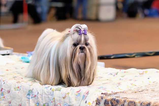 Un lindo shih tzu con un abrigo largo y bien cuidado está de pie sobre la mesa