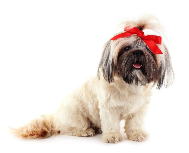 Lindo Shih Tzu aislado en blanco