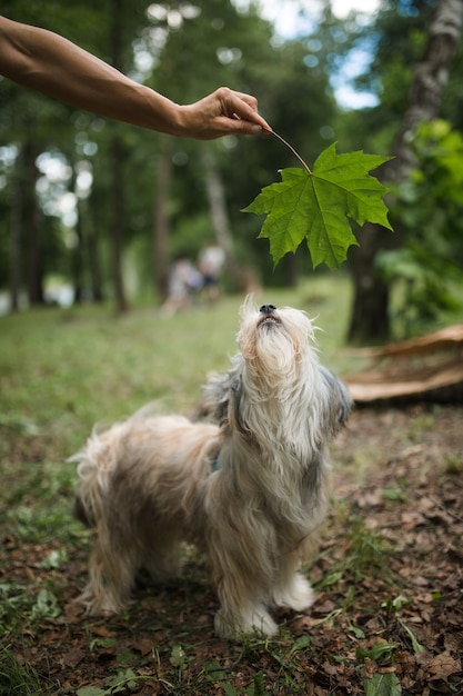 Lindo soplo de polvo de perro crestado chino