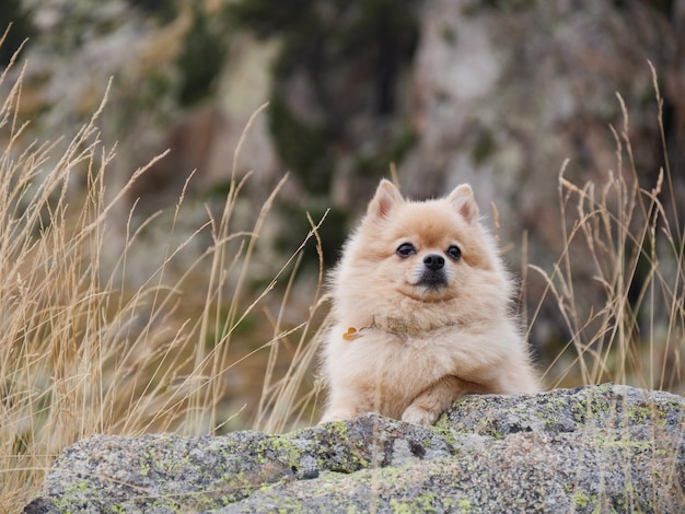 Un lindo spitz alegre sentado en las piedras en las montañas perrito en el fondo de la naturaleza