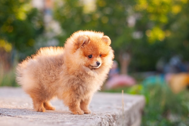 Lindo spitz pomerania en hermosa luz