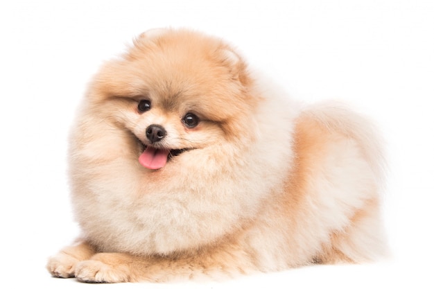 Lindo spitz pomerania