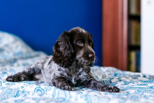 Lindo springer spaniel ruso en cama en el interior.