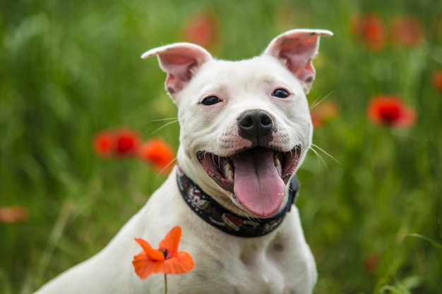 Foto lindo staffordshire bull terrier