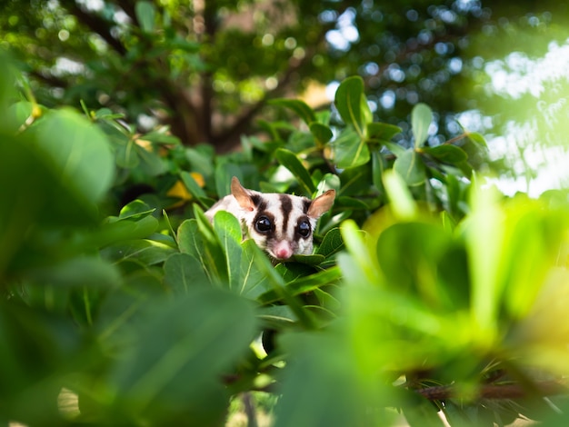 Lindo Sugar Glider está jugando en el árbol.